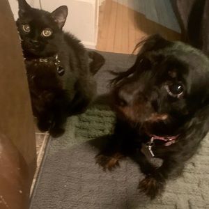 Meet your Posher, Bree